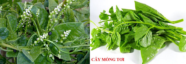 Tự Chữa Bệnh Bằng Cây Thuốc Nam - CÂY MỒNG TƠI