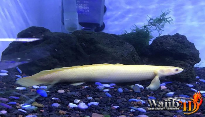 Memelihara Naga Albino Palmas Terbaik