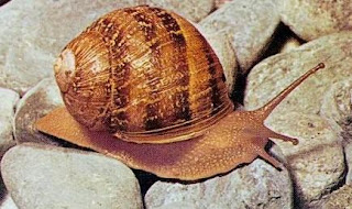 Caracol sobre las piedras