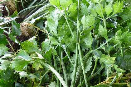 Celeriac!