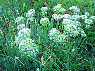 Flowering Garlic Chives