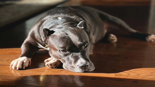 Dog Enjoy Sunbathing