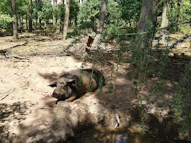 Haustierpark Liebenthal Schwein