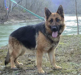 Very beautiful German Shepherd  of black and yellow colour with a green collar around the neck and with his tongue out is standing by the river.