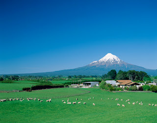 Grazing Sheep with Mount Egmont, New Zealand