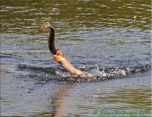  Bird vs Fish - Really nice pics 4