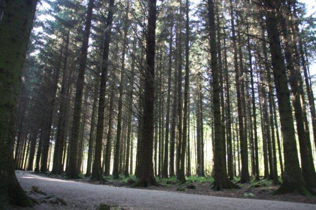 Bosque Countesswells Wood en Aberdeen