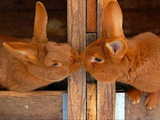 Funny Animal Love