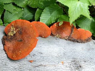 Trametes cinnabarina - Tramète cinabre - Polypore cinabre 