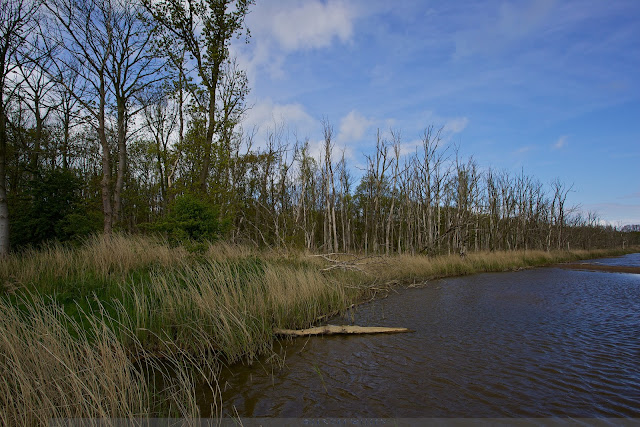 Het Robbenoordbos langs de waterkant - The Robbenoord Forest along the waterfront