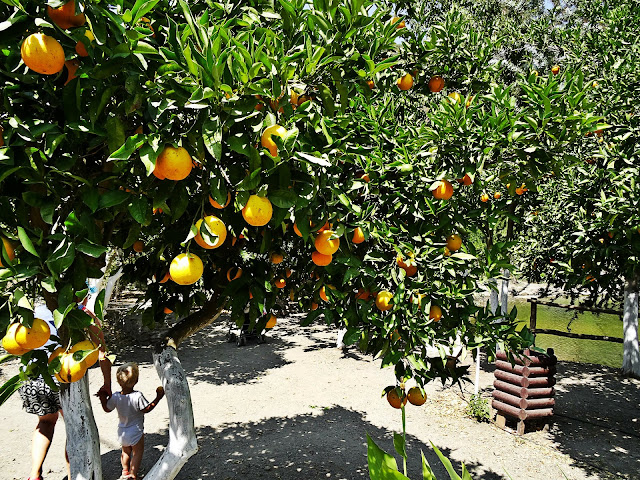 owocujące drzewa pomarańczy Grecja