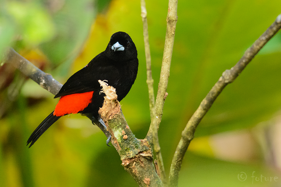 Punaselg-sirk, Ramphocelus passerinii, Passerini's Tanager, tangara