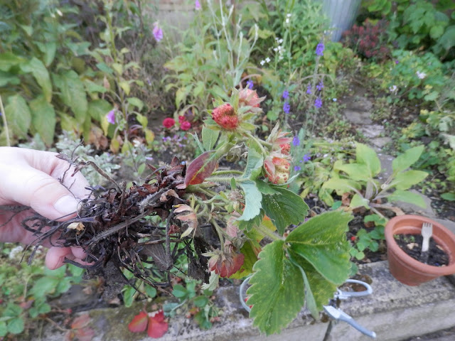 Diary of a permaculture (ish) garden, June 2018. From UK garden blogger secondhandsusie.blogspot.com #gardenblog #gardenblogger #ukpermaculture #organicgarden #suburbanpermaculture