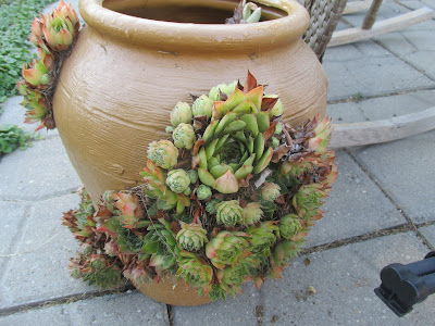 Hens and Chicks great to grow in a drought!  