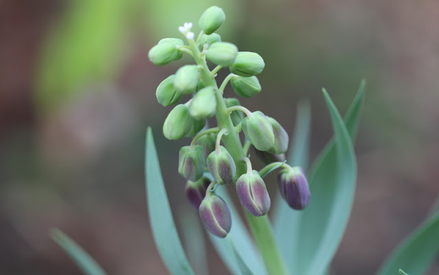 Fritillaria persica