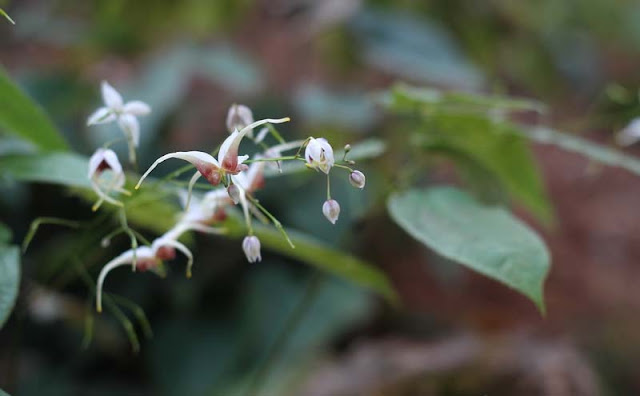 Epimedium Sagittatum Flowers Pictures