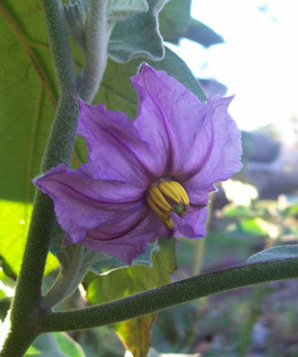 close-up macro photo of a purple egg plant flower with yellow center