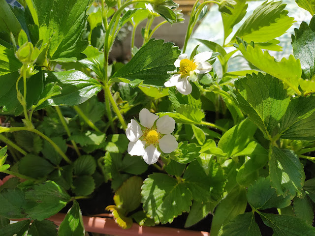 Fresones (Fragaria x ananassa).