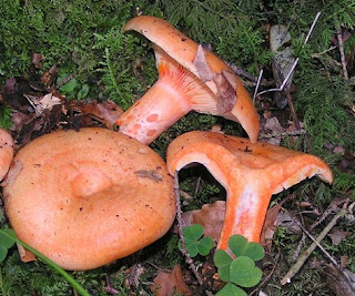 lactarius salmonicolor, rovelló d'avet