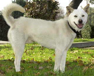 korean jindo dog