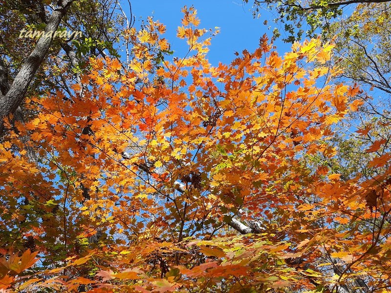 Клён ложнозибольдов (Acer pseudosieboldianum)