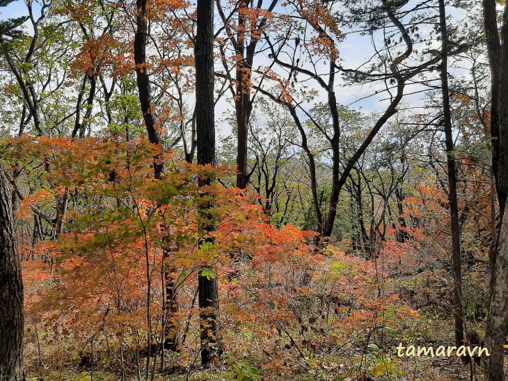 Клён ложнозибольдов (Acer pseudosieboldianum)