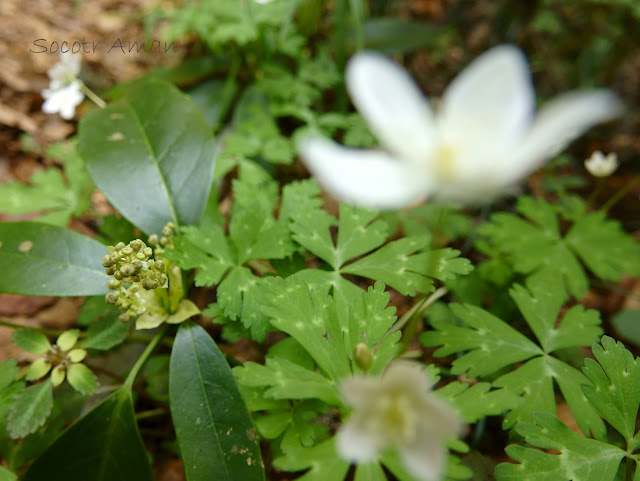 Aucuba japonica