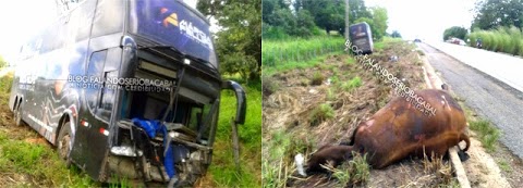 ACIDENTE: ÔNIBUS DA BANDA DA CANTORA MÁRCIA FELIPE COLIDE COM ANIMAL PRÓXIMO A BACABAL