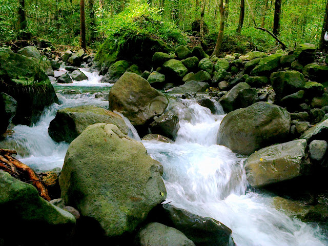 Papaya River