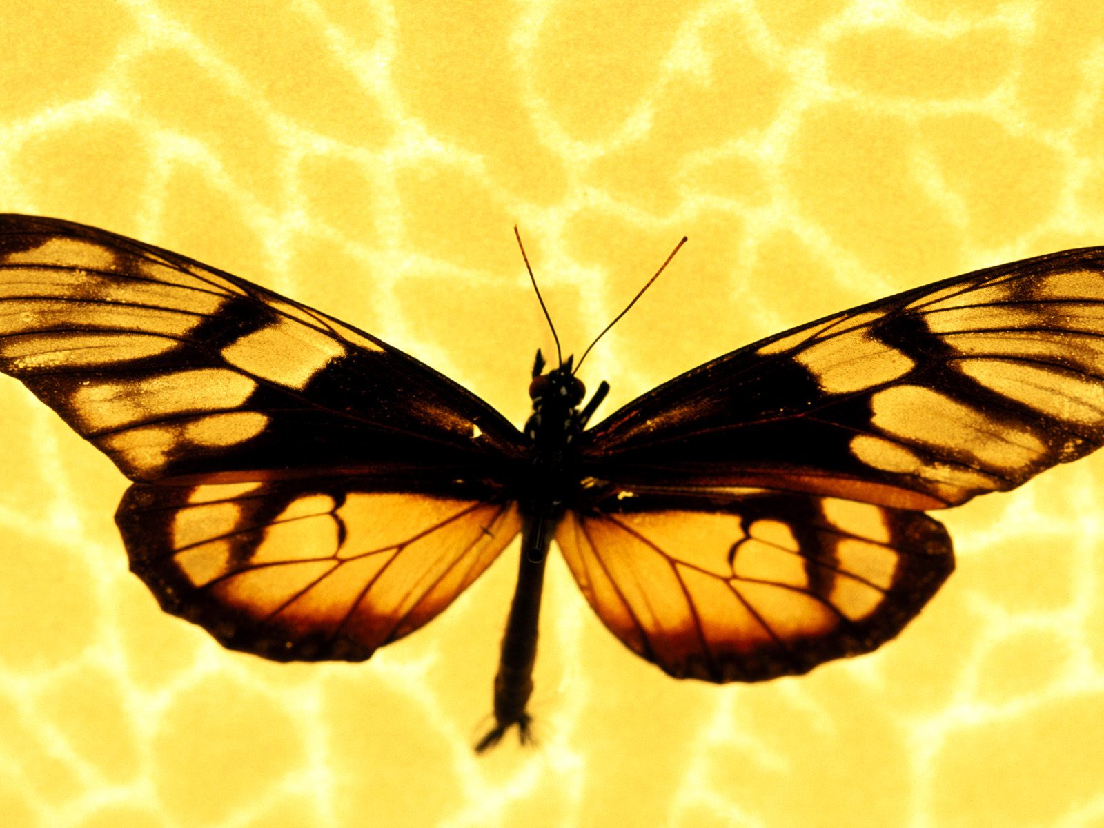 Gambar Kupu Kupu Butterfly Wallpapers