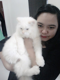 Foto kucing berbulu putih bernama Bubu kiriman sodara Angung Kurniawan