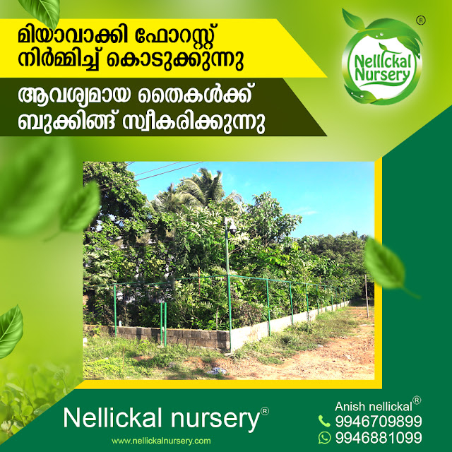 Nellickal nursery® is an Agricultural best plant nursery enterprise established in 1999 on December 01 on the steps of Veliyancode Schoolpadi in Ponnani Taluk, Malappuram District Kerala India. Plant Nursery Founder Environmentalist Anish nellickal® provides the No:1 service. Fruit Garden setting, Butterfly Gardening and Butterflies Larval Host plants and Nectar plants sale, Rejuvenation Therapy in Trees (Rejuvenation Technology in Trees), Pruning and Hard Pruning services in fruit pants, Tree Transplantation (Tree Relocation / Tree Burlapping services / Tree Shifting Technology / Tree Moving method   / Trees Translocation), Miyawaki Foresting (Crowd foresting), Man-made Foresting, Landscaping Gardening, Lawn Grass setting and Lawn Mowing Maintenance Service, Indoor Gardening, Medicinal Gardening, Bonsai Making, Water Bonsai, Bonsai Training, Vertical Gardening, Kokedama Gardening, Birth Star plant setting, Zodiac tree set, Vegetative Plant propagation training, Agriculture consultancy, top Plant nursery set, Nursery management, service in all over Kerala and some another state. Nellickal nursery® plant nursery Thiruvananthapuram, Pathanamthitta, Kollam, Alappuzha, Idukki, Kottayam, Ernakulam, Thrissur, Palakkad, Malappuram, Kozhikode, Kannur, Wayanad, Kasaragod on services provided. Two Nature clubs are operating on this nursery campus. “Plant Village Charitable Society” (Reg.No: MPM/CA/765/2017), “Plant Aqua and Fish Conservation of India” (Reg.No: MPM/CA/416/2016).