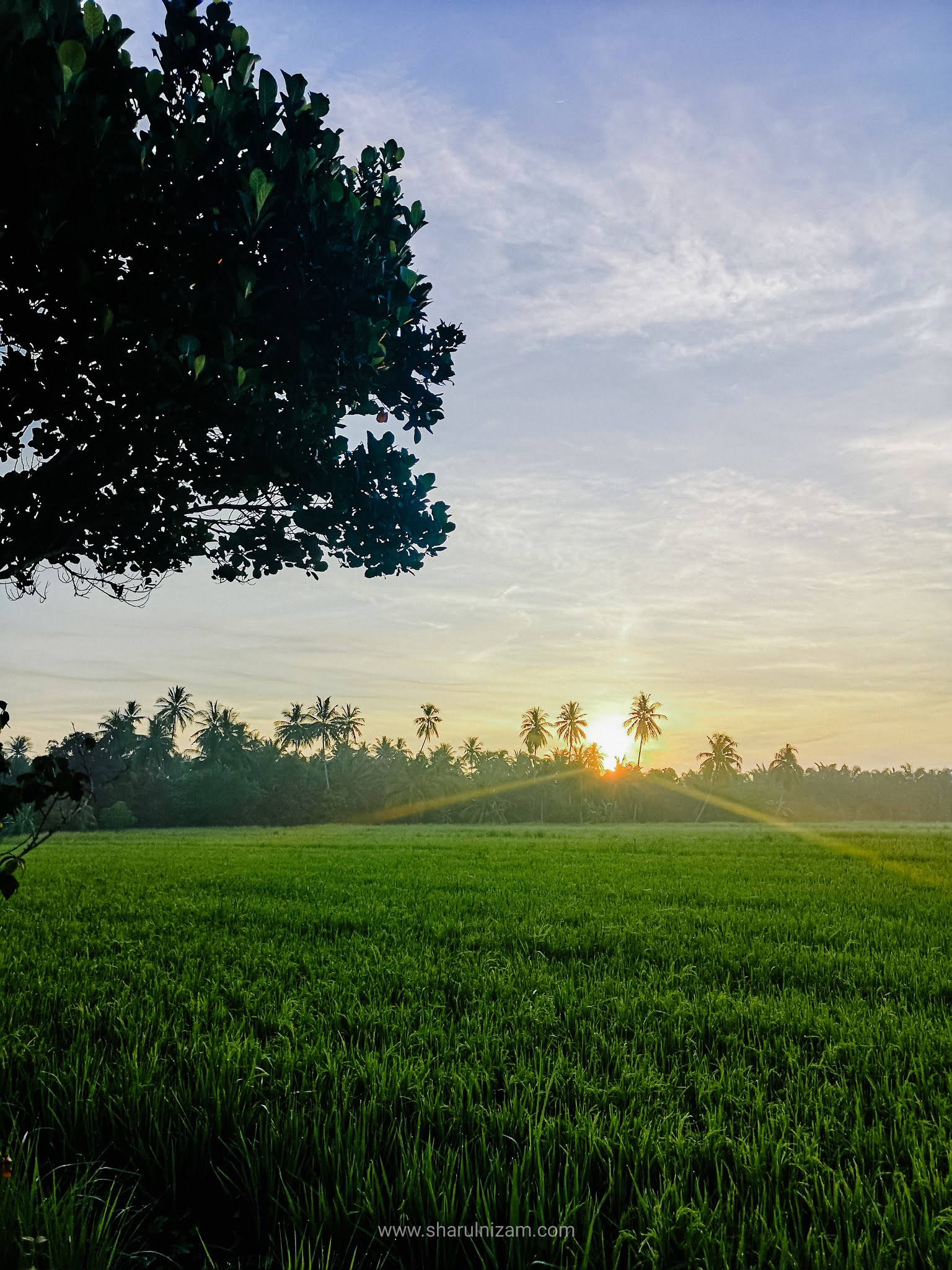 Menikmati Pemandangan Pagi Sawah Padi Di Parit Buntar, Perak