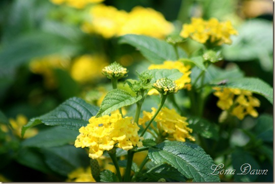 FPC_Lantana_Aug18