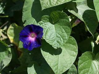 Ipomoea tricolor 'Grandpa Ott'