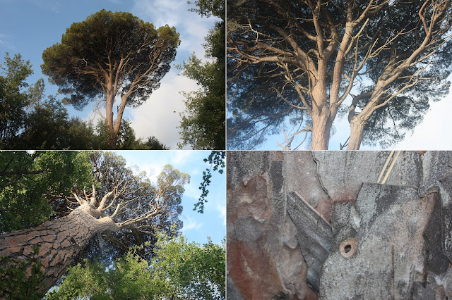 ARBRES SINGULARS, ARBRES REMARCABLES DEL PLA DE MANLLEU (ALT CAMP) I AIGUAVIVA (BAIX PENEDÈS), Pi de la Quadre al Pla de Manlleu