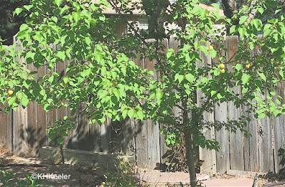 apricots on apricot tree