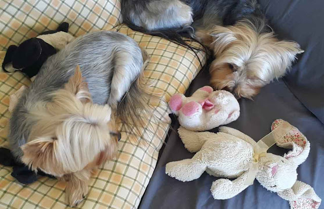 Yorkies curled up sleeping