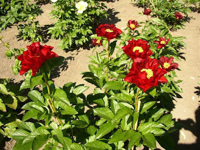 Пион 'Mackinac Grand' / Пион 'Макинак Гранд' (Paeonia 'Mackinac Grand')