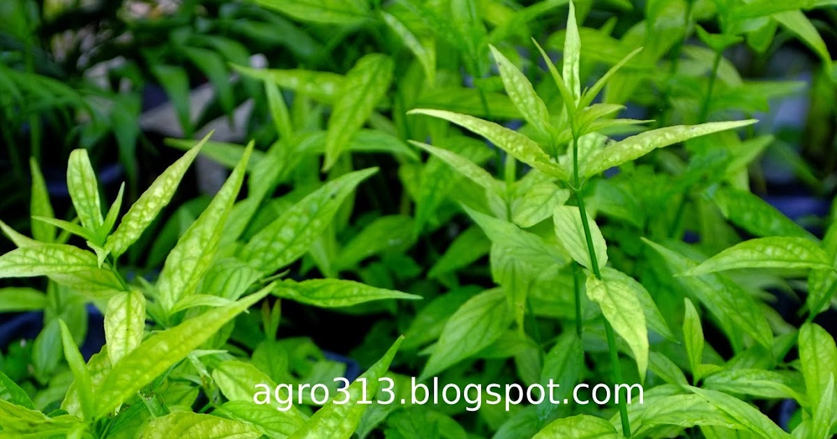 Agro313: Herba Belalai Gajah