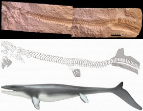 Prehistoric lizard surprises with fish tail