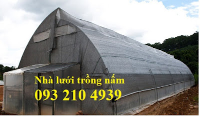 trồng nấm rơm trong nhà lưới kín