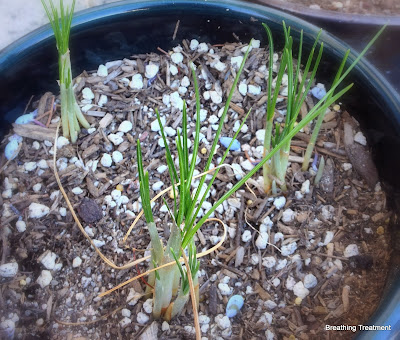 Crocus sativus (Saffron Crocus) 