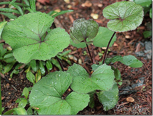 Ligularia_Rocket