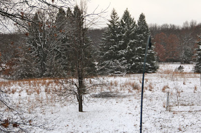 photo of snow covered trees and ground