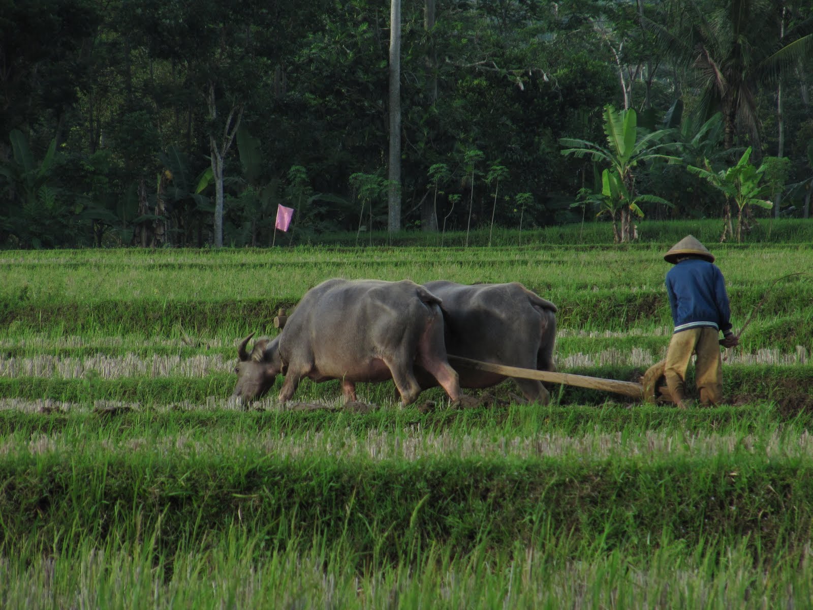 Wallpaper Gambar Kerbau di Sawah