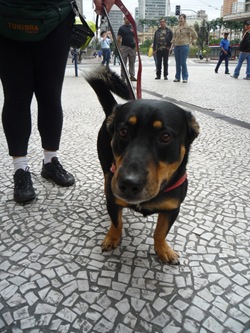 Cãonhecendo São Paulo (154)