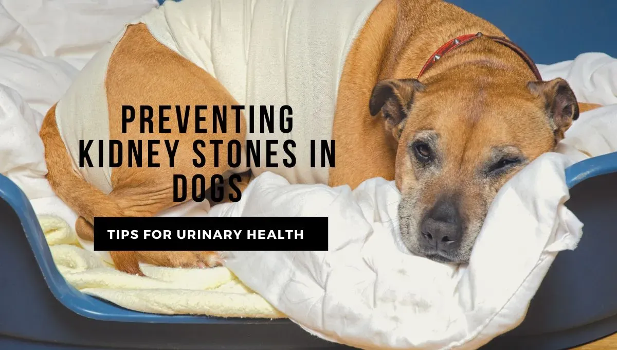 Urinary Health in Dogs