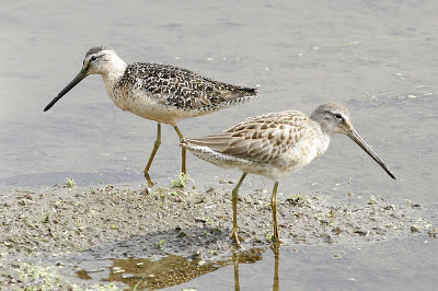 Dowitcher