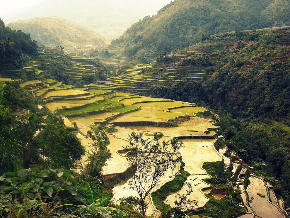 8 Pemandangan Sawah Terdahsyat di Dunia  Apa Kabar Dunia